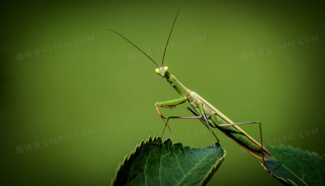 叶子上一只安静的螳螂摄影高清图片
