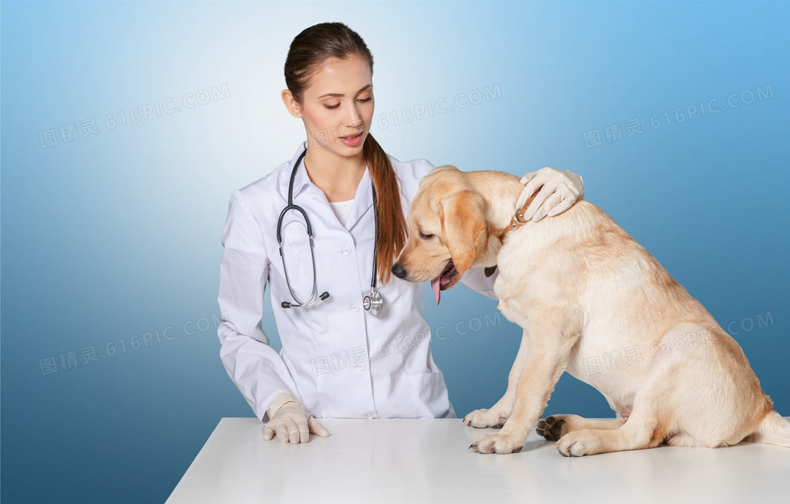 在宠物医院里的狗狗与兽医高清图片