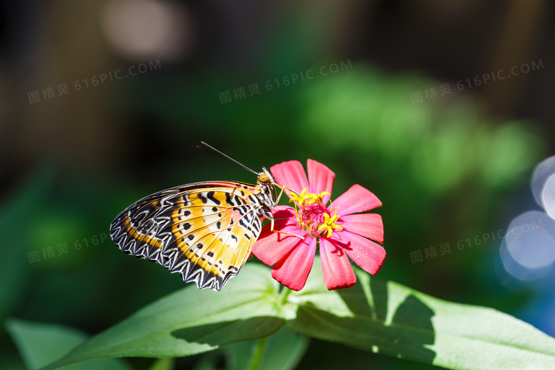 红色花朵上的蝴蝶特写摄影高清图片
