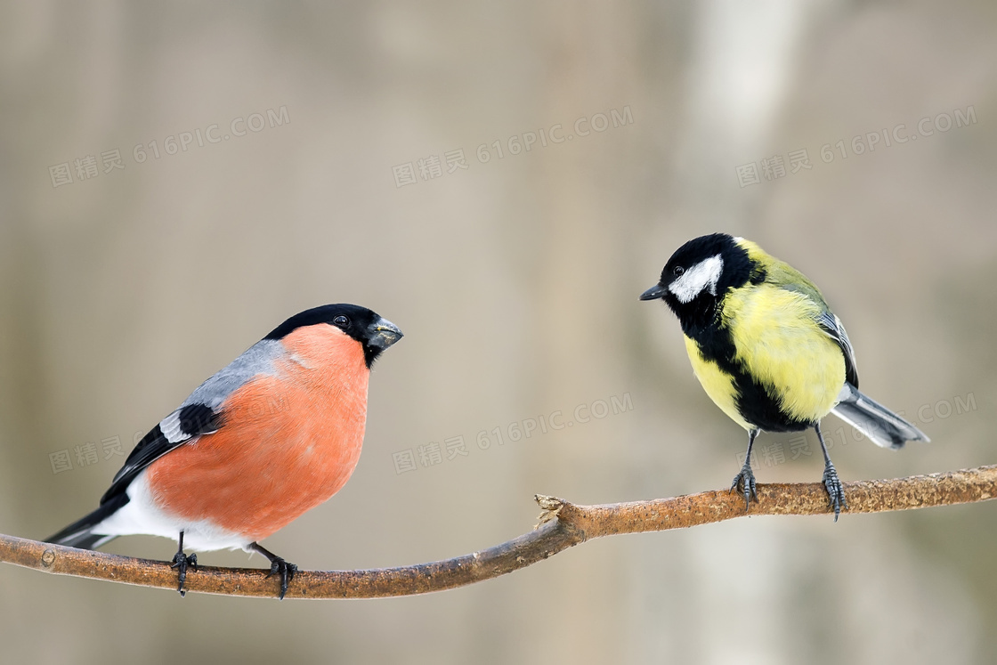 树枝上的两只麻雀小鸟摄影高清图片