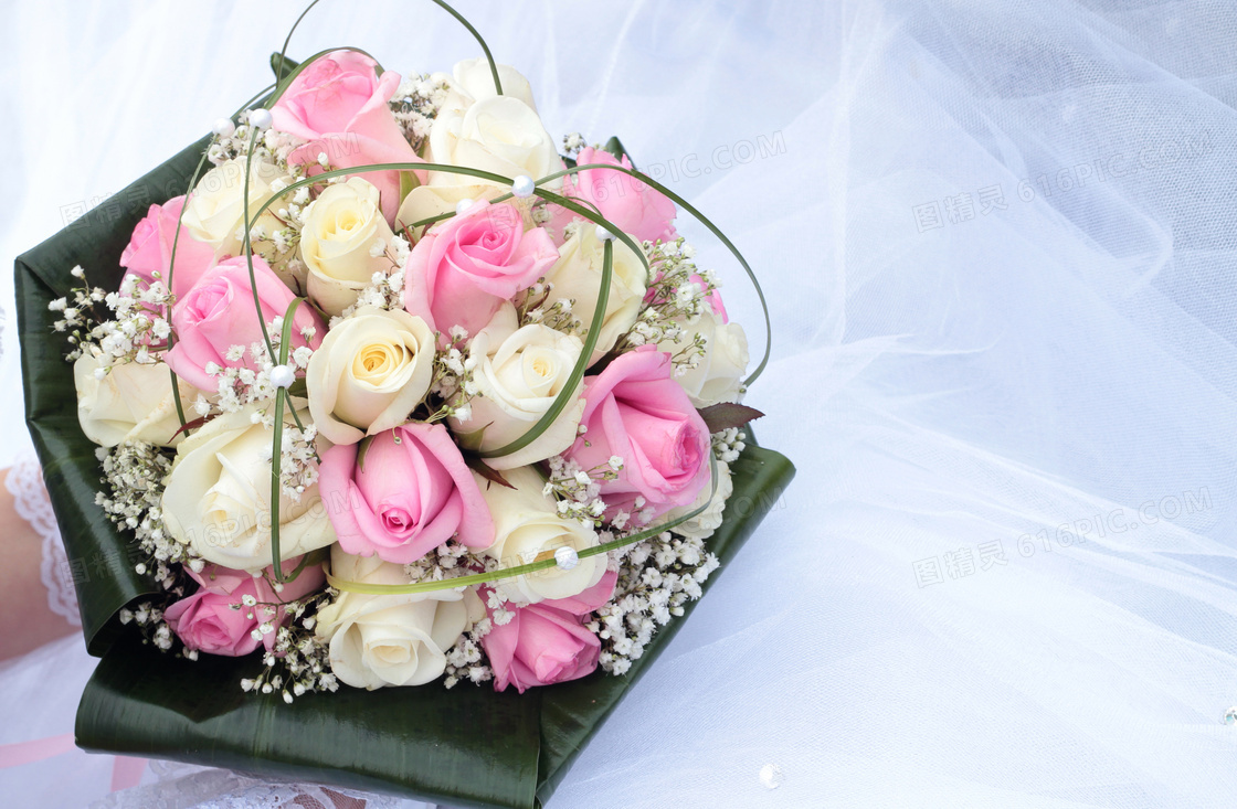 白色与粉红色的玫瑰花摄影高清图片
