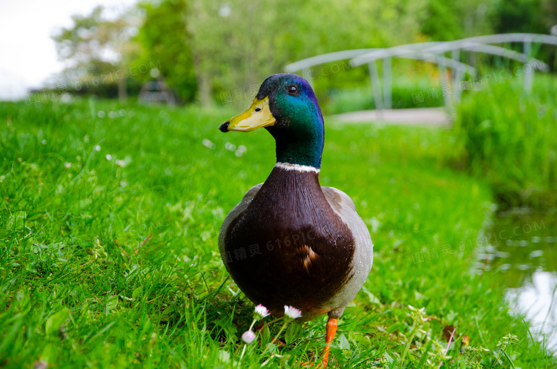 走在草地上的鸭子特写摄影高清图片