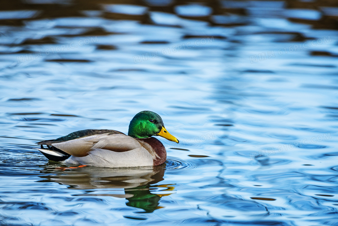 水中游的悠闲鸭子特写摄影高清图片