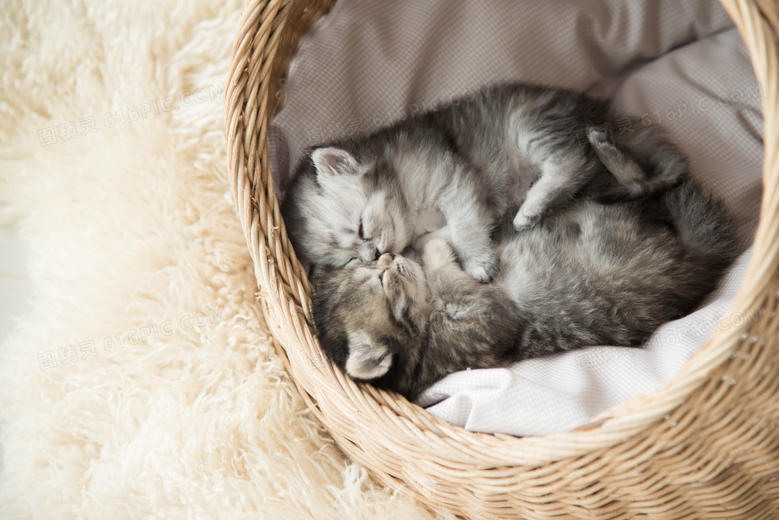 躺在篮子里睡觉的灰猫摄影高清图片