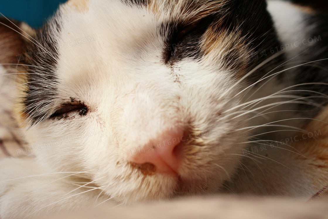 熟睡中的可爱猫咪特写摄影高清图片