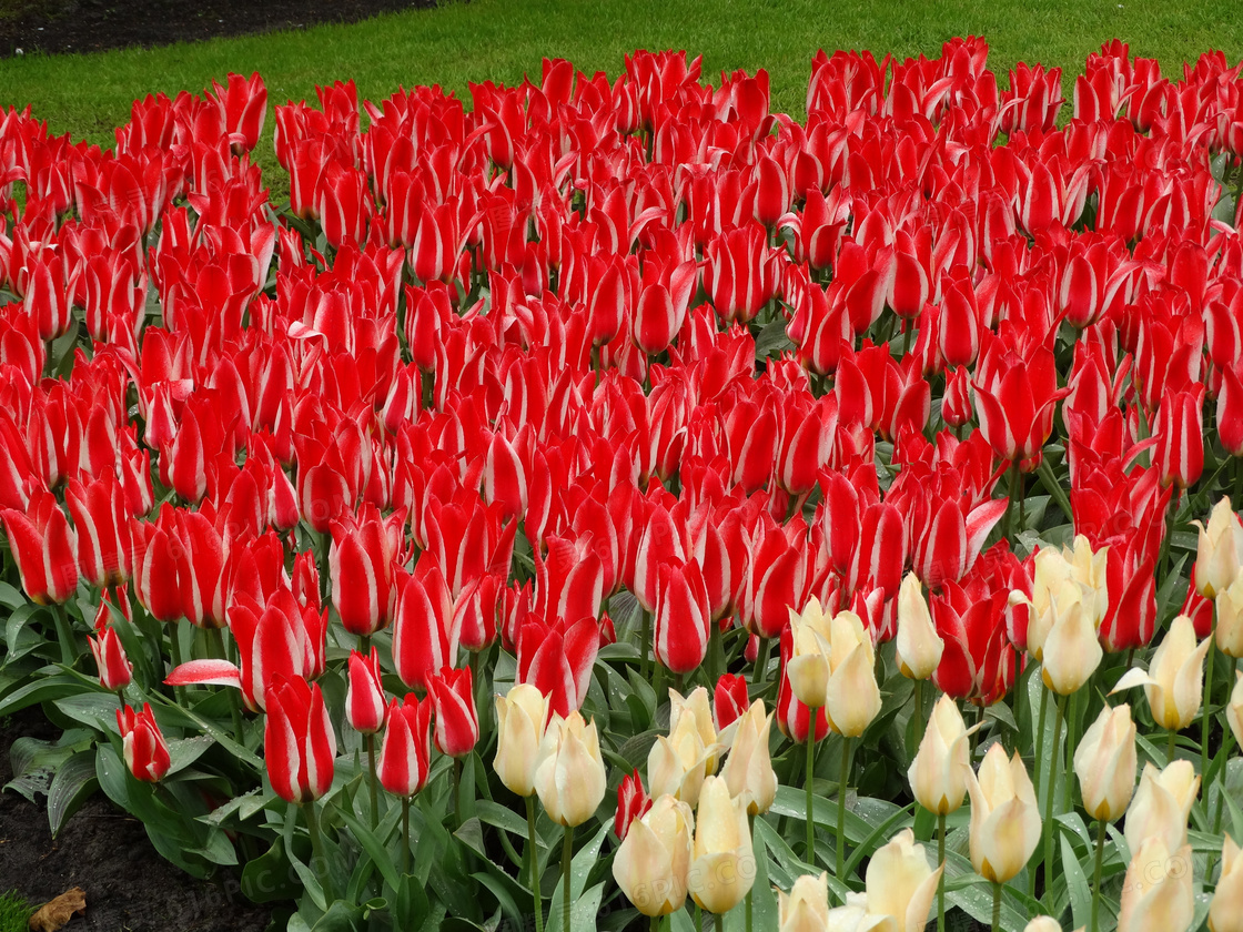 大片的红色的郁金香花摄影高清图片