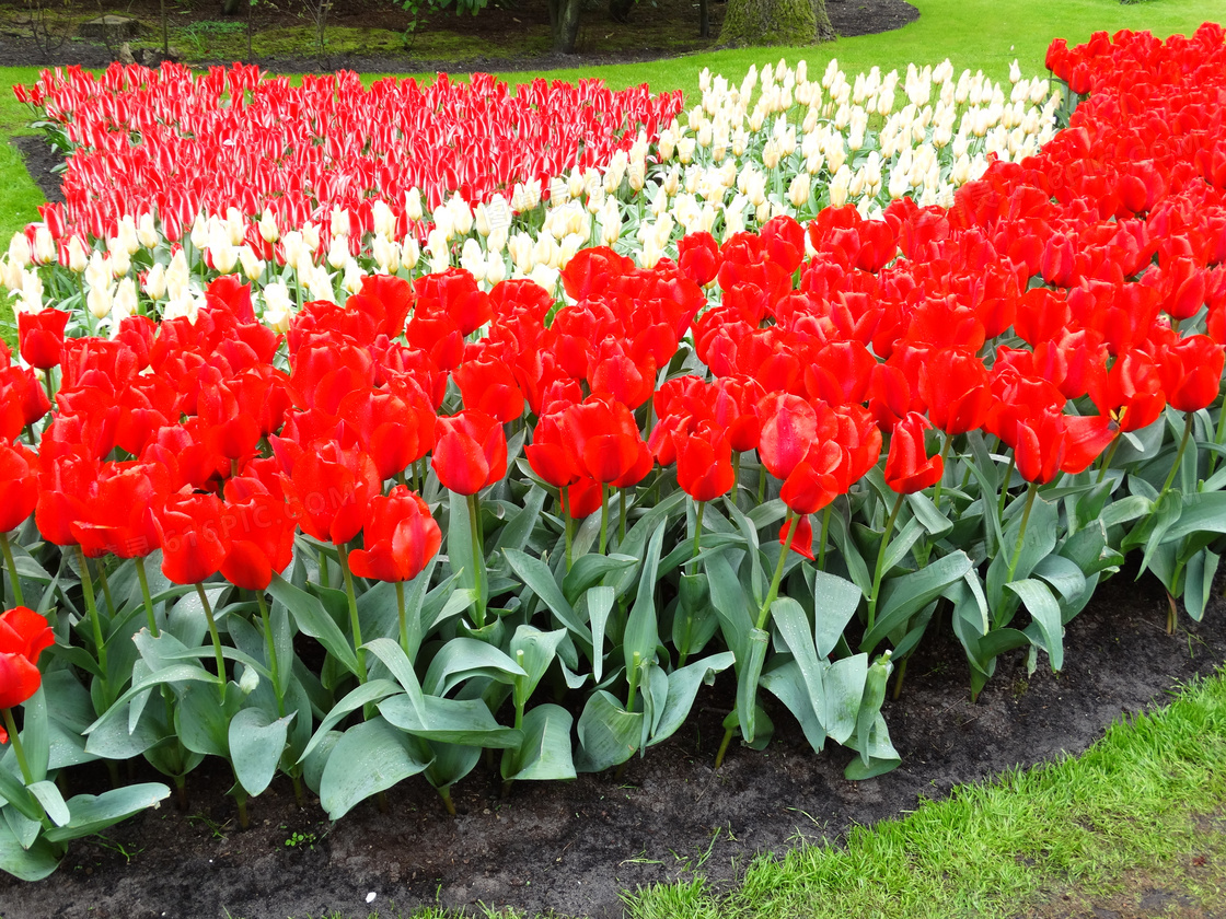 三个品种的郁金香植物摄影高清图片