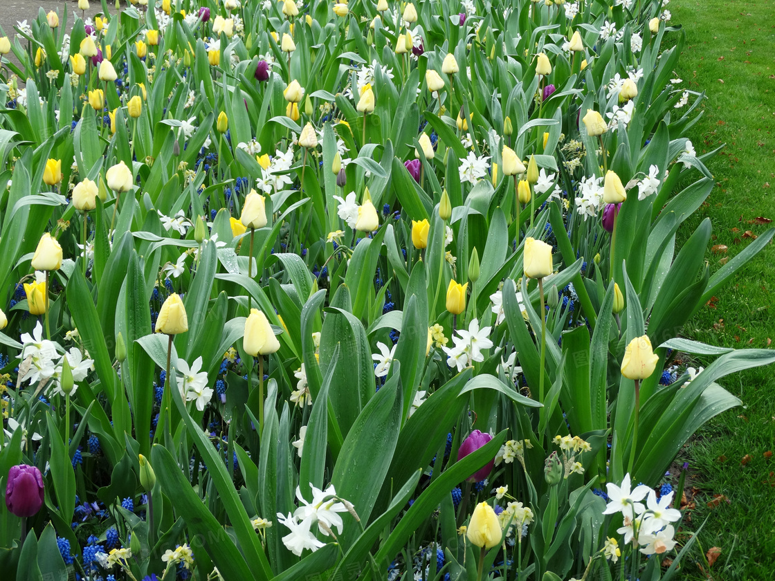 在草地旁的郁金香植物摄影高清图片