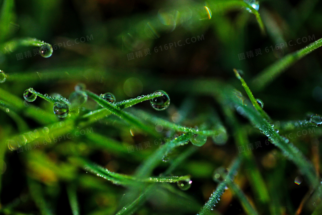 早晨挂着小水珠的绿叶特写高清图片