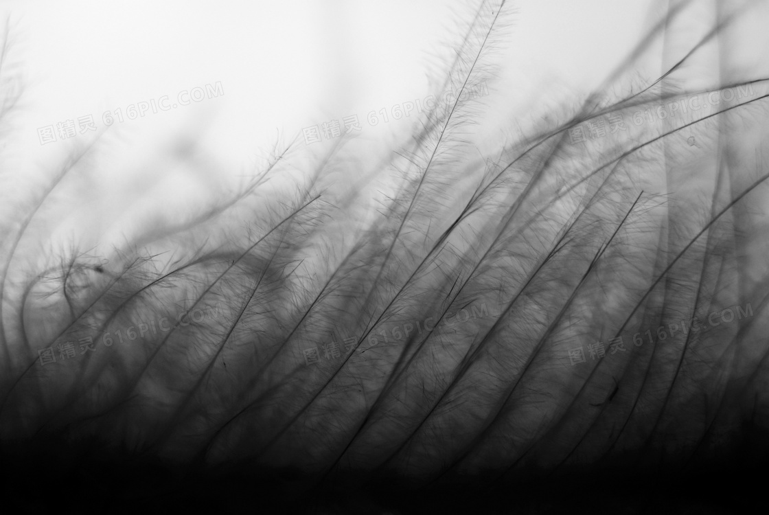 在风中摇曳的草丛植物摄影高清图片