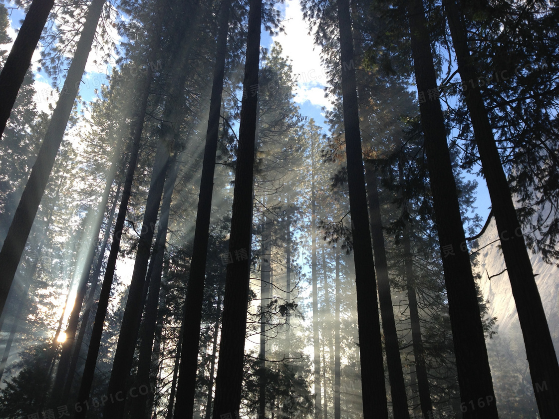 树林中透射的光线风景摄影高清图片