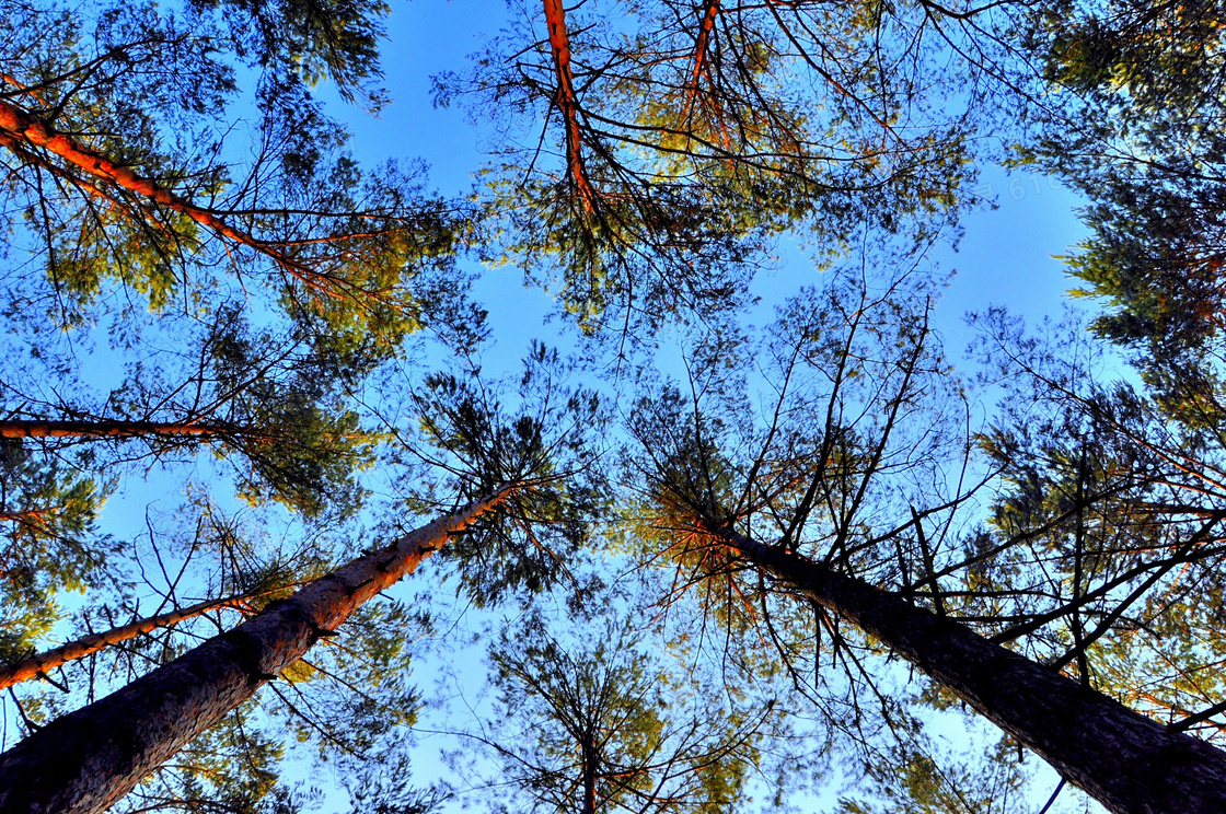 蓝天下的树木风光仰拍视角高清图片
