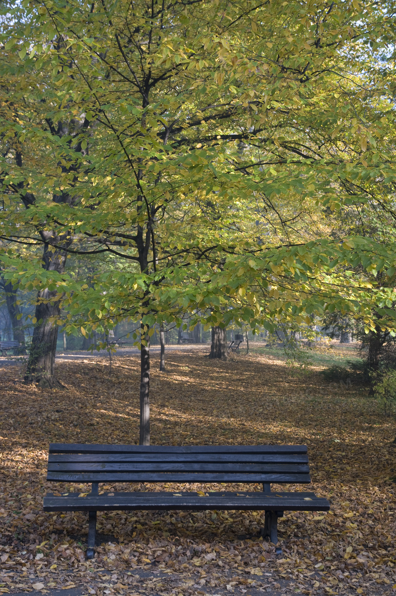 长椅与公园里的茂密树木等高清图片