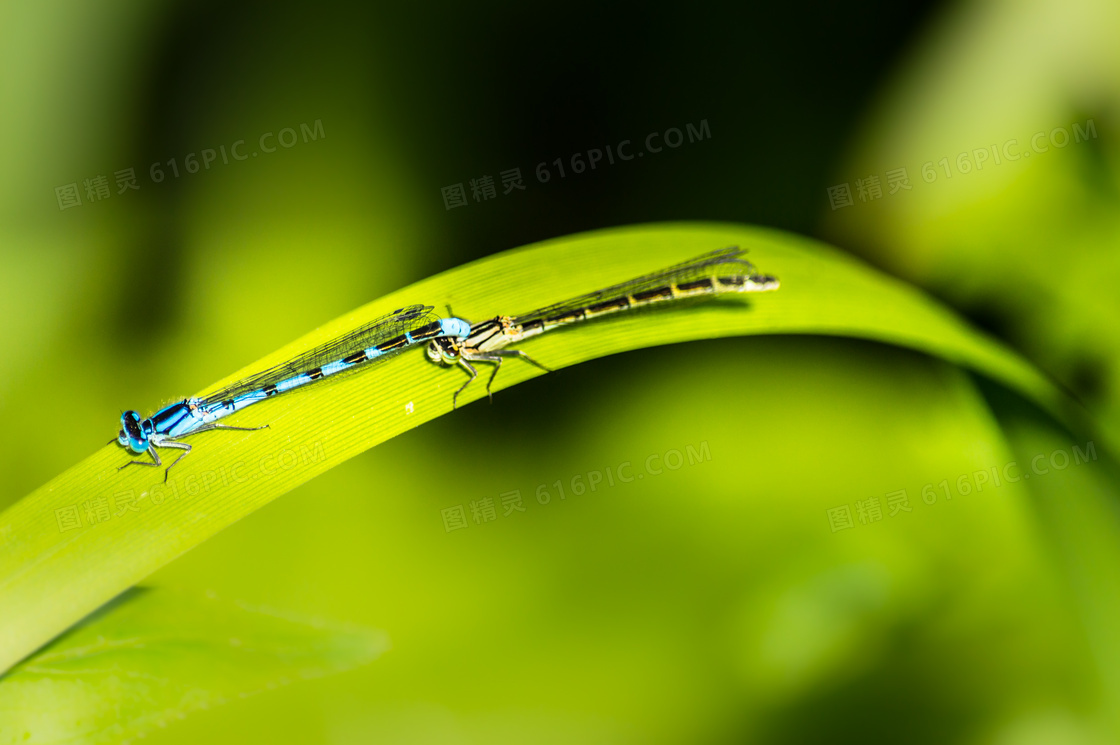 绿叶上的两只蜻蜓特写摄影高清图片