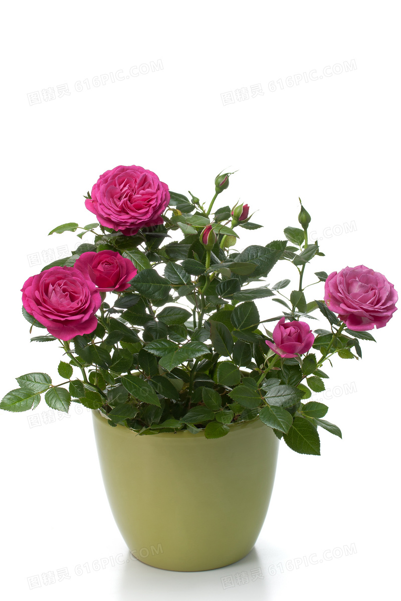 花盆里的玫瑰花卉植物摄影高清图片
