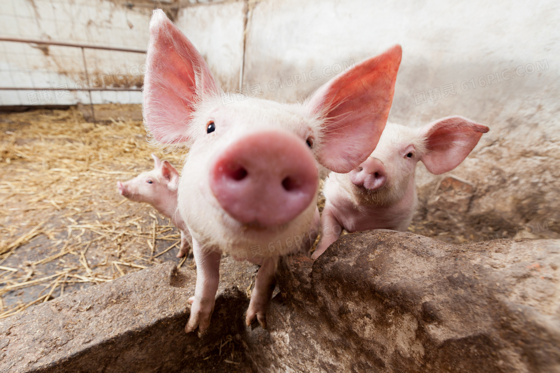 猪圈里讨食吃的小猪猪摄影高清图片