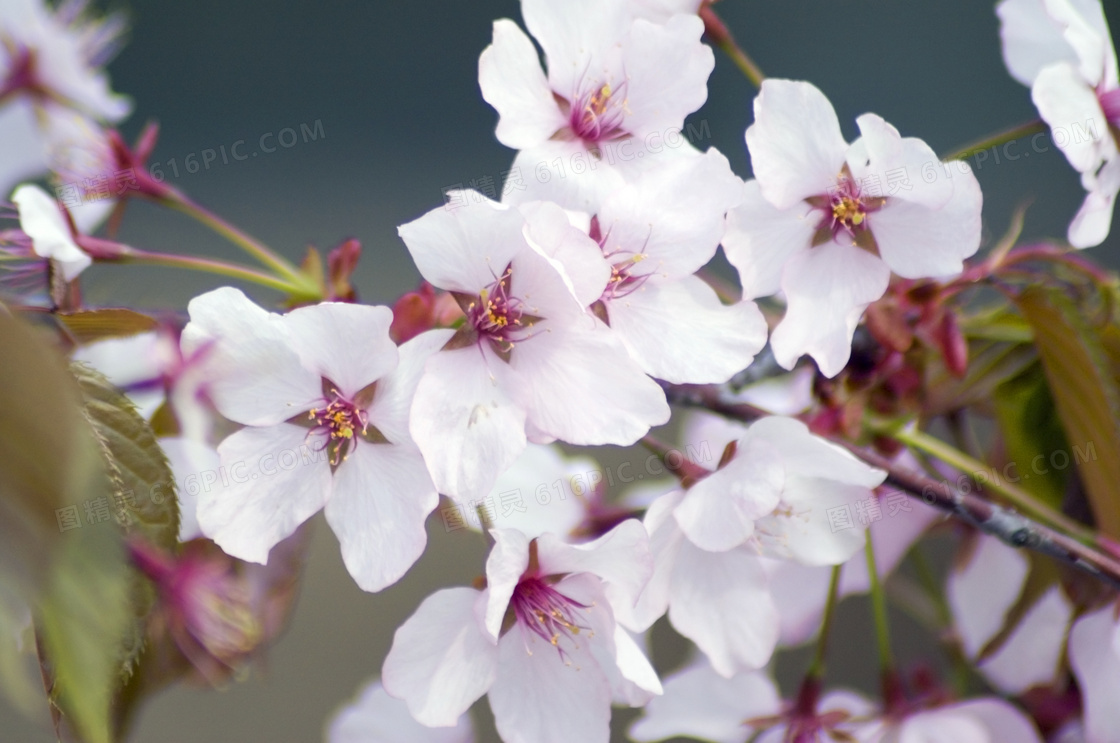 白色的鲜花树枝等微距摄影高清图片
