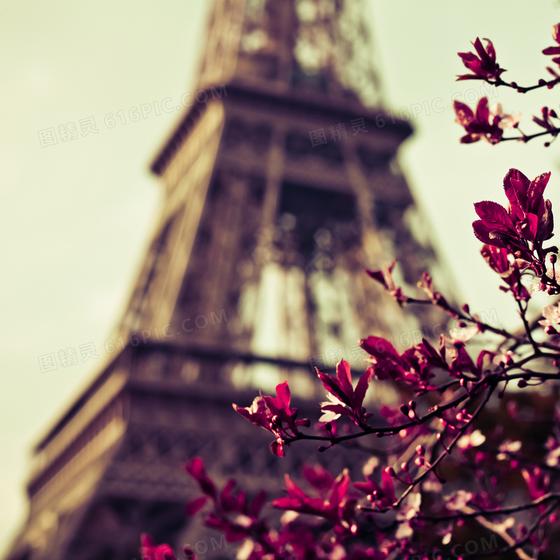 埃菲尔铁塔与暗红色的鲜花高清图片