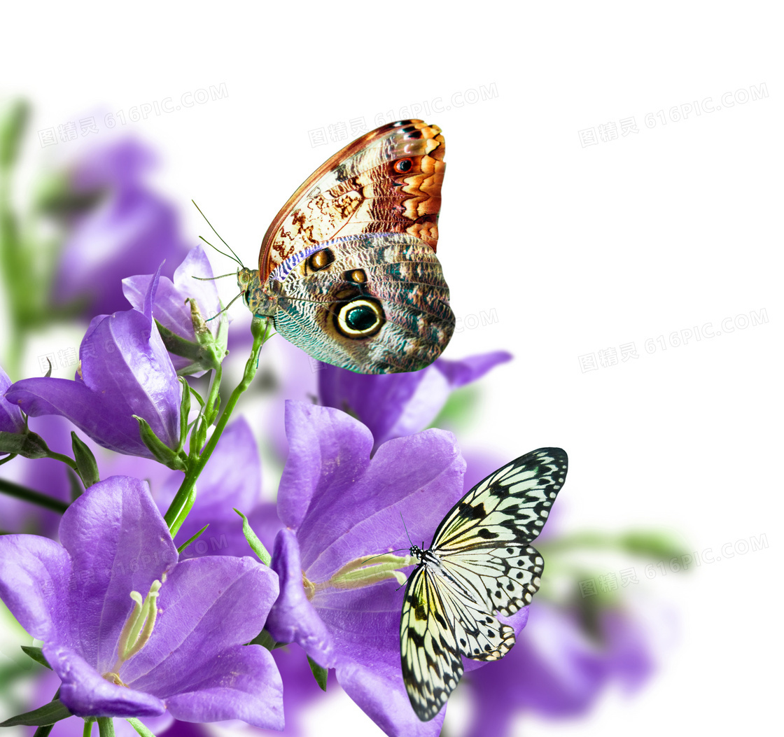 蝴蝶与紫色风铃草特写摄影高清图片
