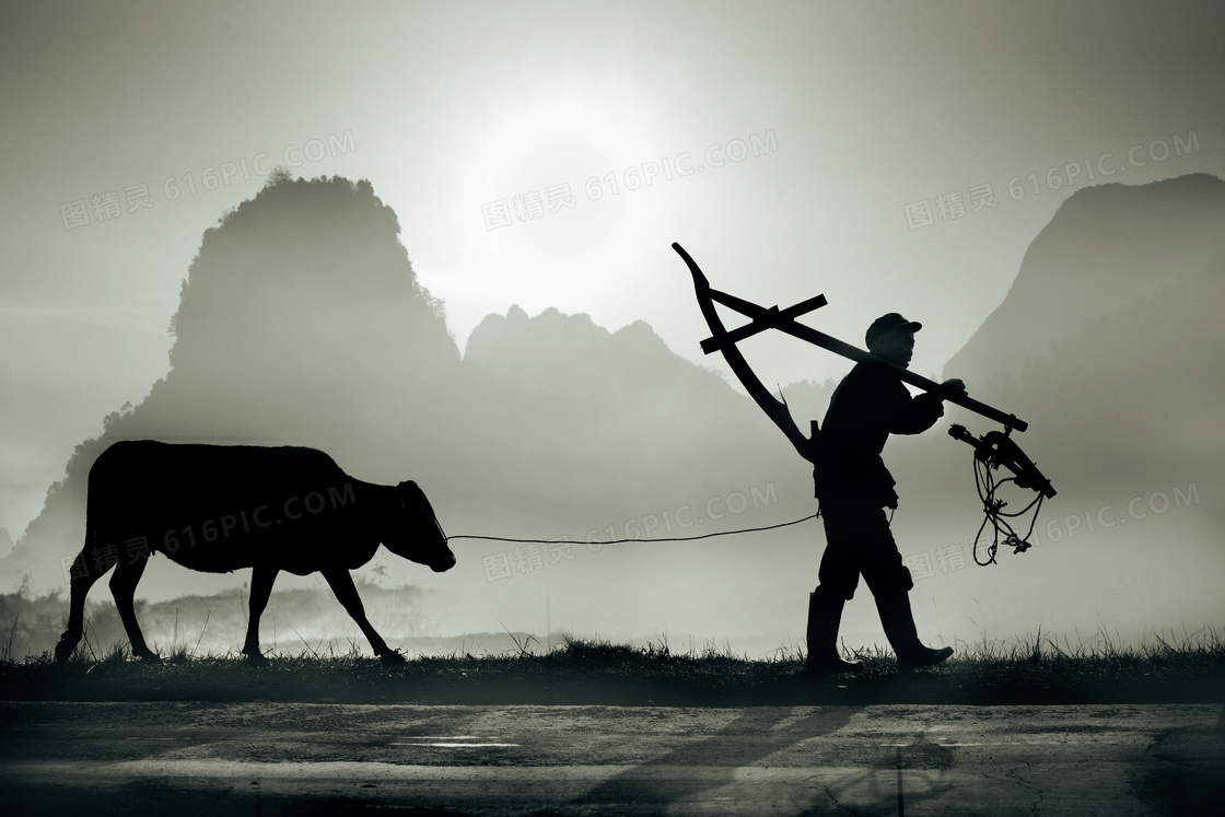 扛着爬犁牵着牛的农夫摄影高清图片