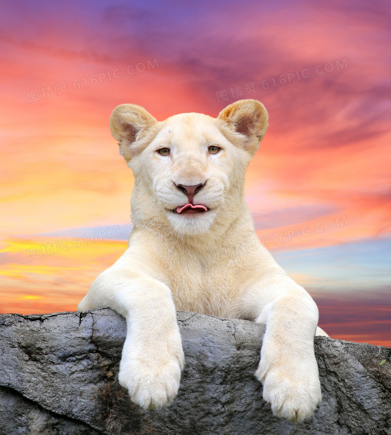两条前腿放在岩石上的白狮高清图片