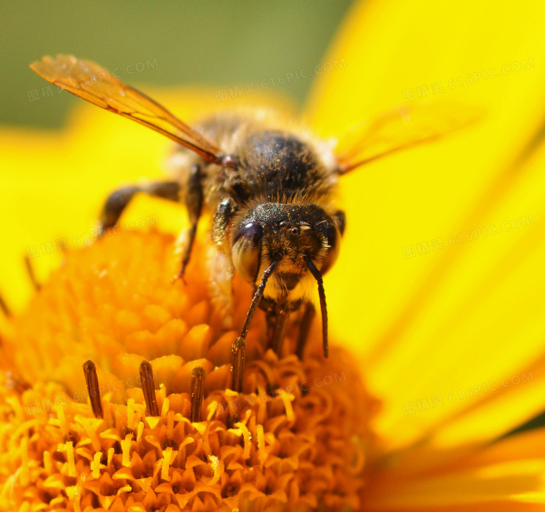 采花蜜的蜜蜂微距特写摄影高清图片