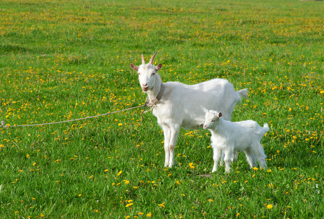 草地上散养的两只山羊摄影高清图片
