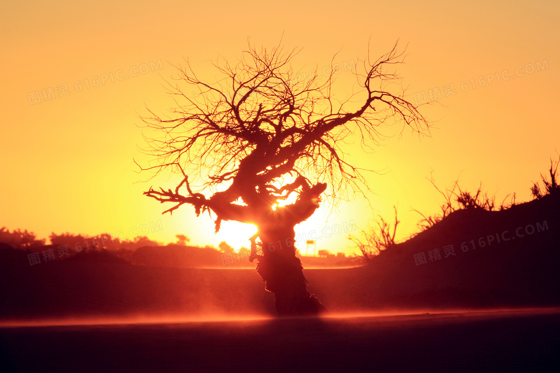 夕阳下美丽大树摄影图片