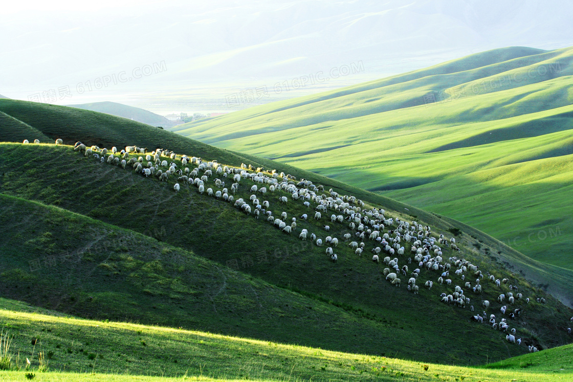 绿色山坡上成群的绵羊摄影图片