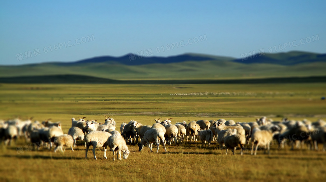 内蒙古草原上的羊群摄影图片