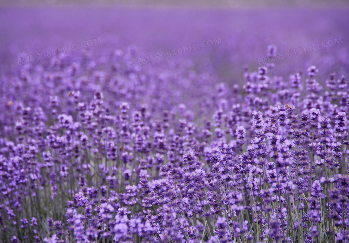 唯美的紫色薰衣草花园摄影图片