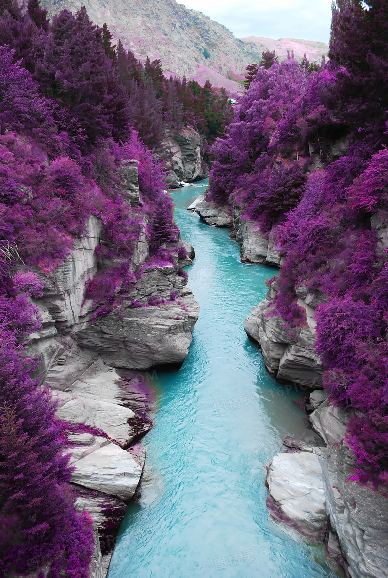 在山谷两侧的紫色植物摄影高清图片