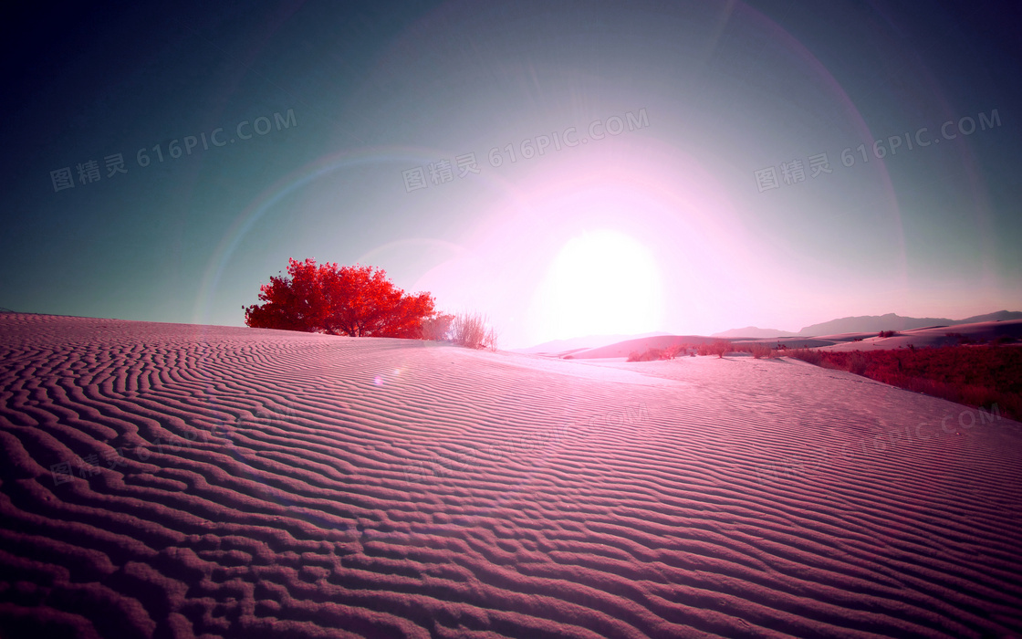 阳光下的红色沙漠摄影图片