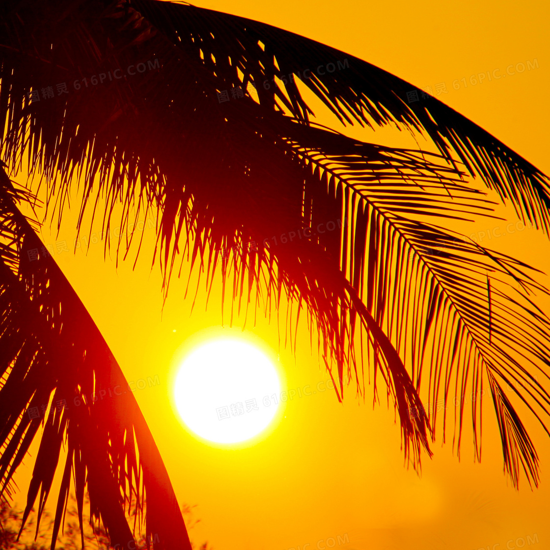 日落黄昏下的椰树风景摄影高清图片