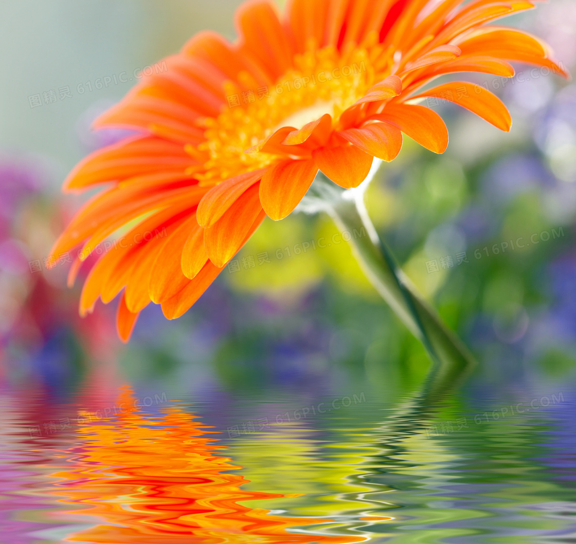 水面上的雏菊近景特写高清摄影图片