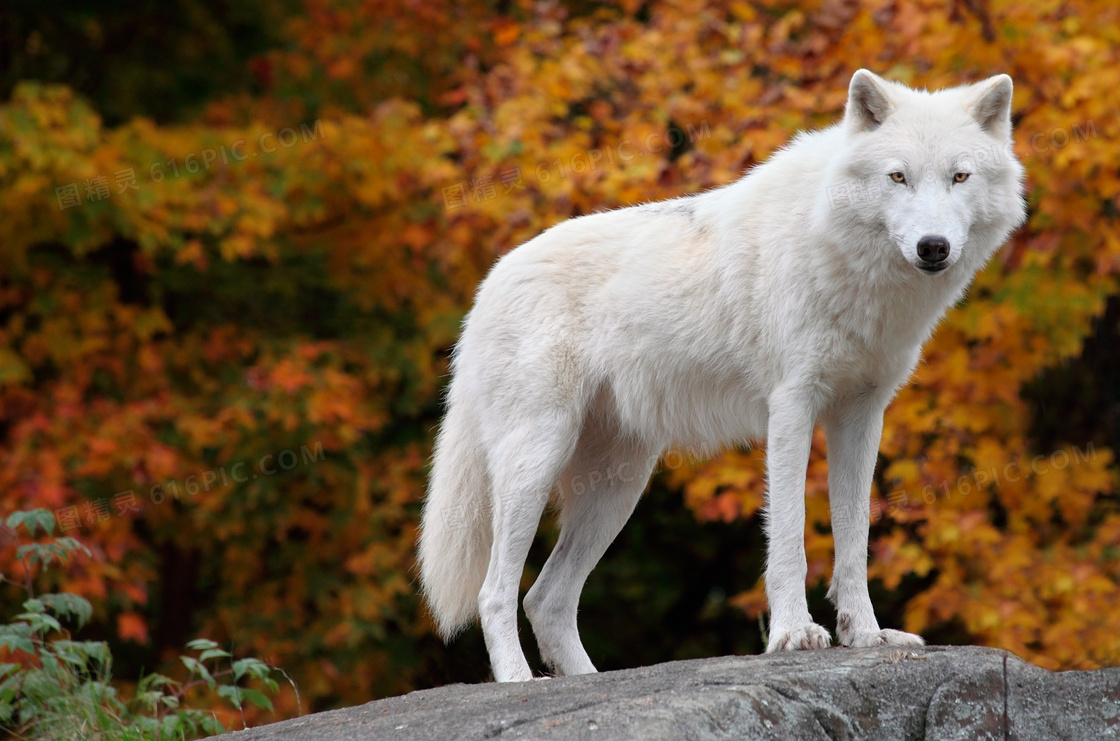 一只站在岩石上的白狼摄影高清图片