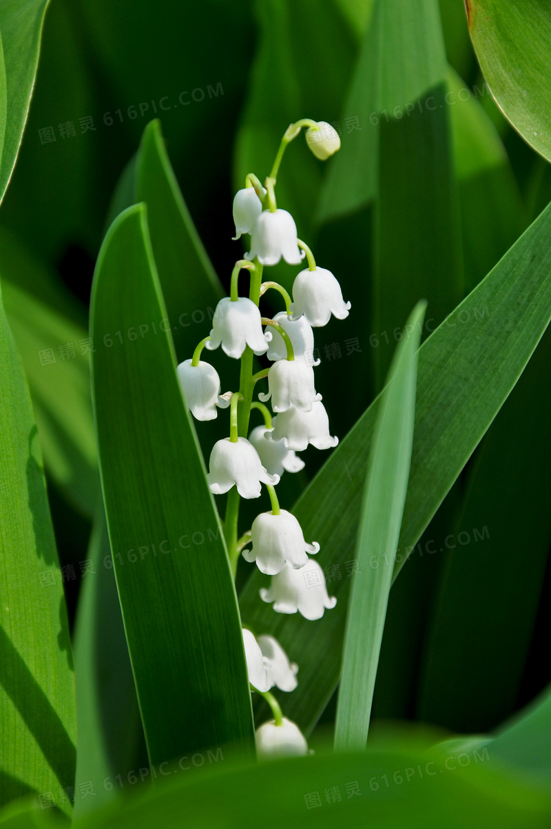 在绿叶丛中的白色铃兰摄影高清图片