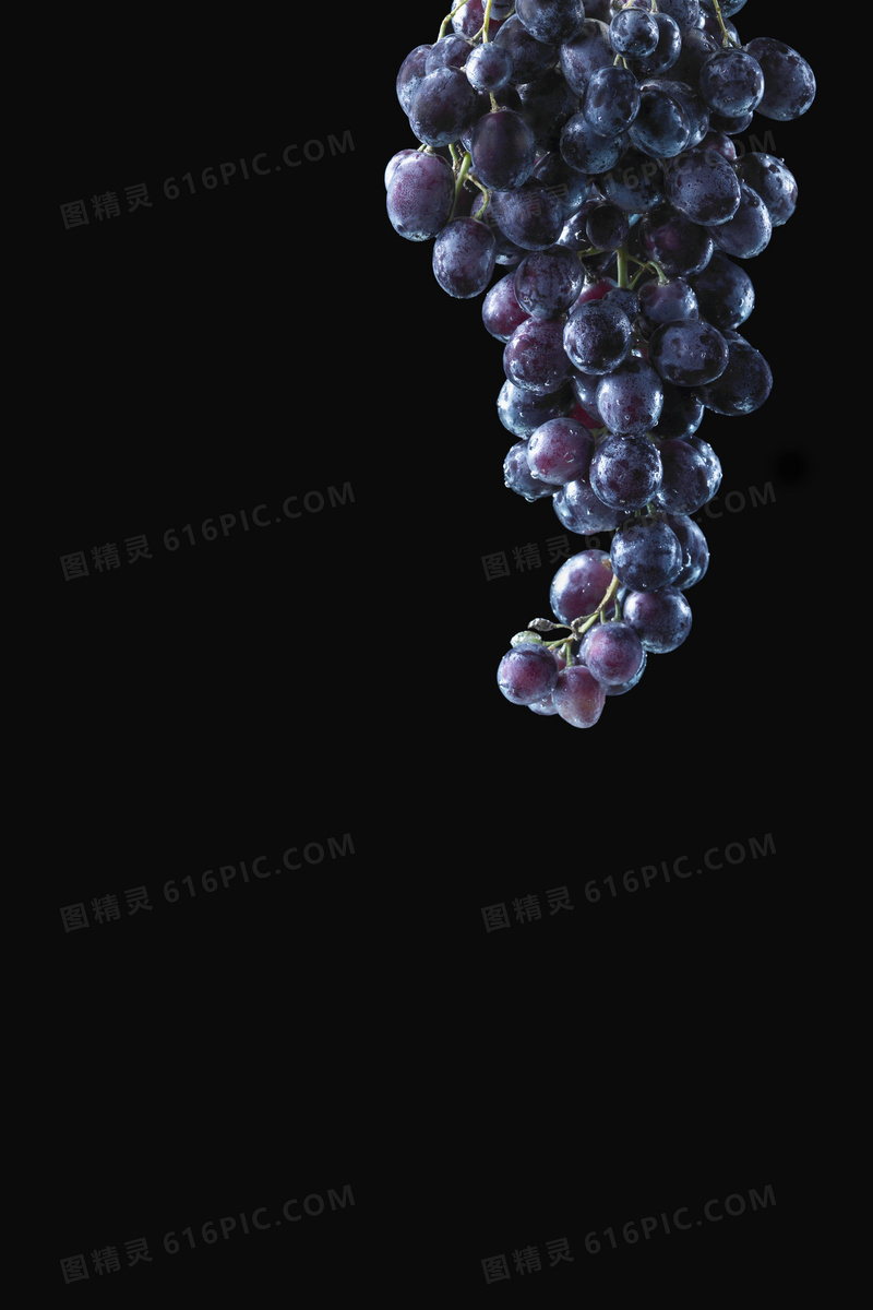 黑色背景前的紫葡萄串摄影高清图片
