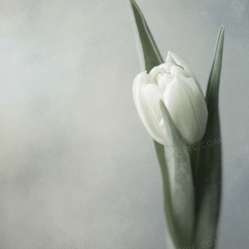 白郁金香花朵近景特写摄影高清图片