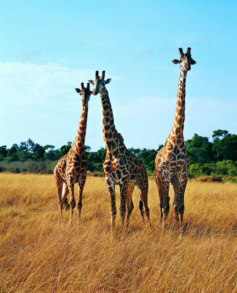 站草地上的三只长颈鹿摄影高清图片