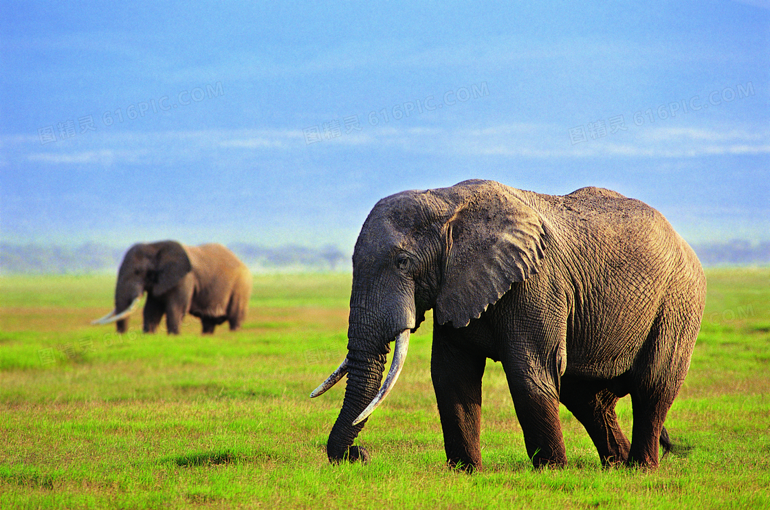 草原上在散步的俩大象摄影高清图片