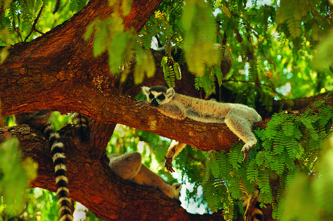 趴在茂盛大树上的狐猴摄影高清图片