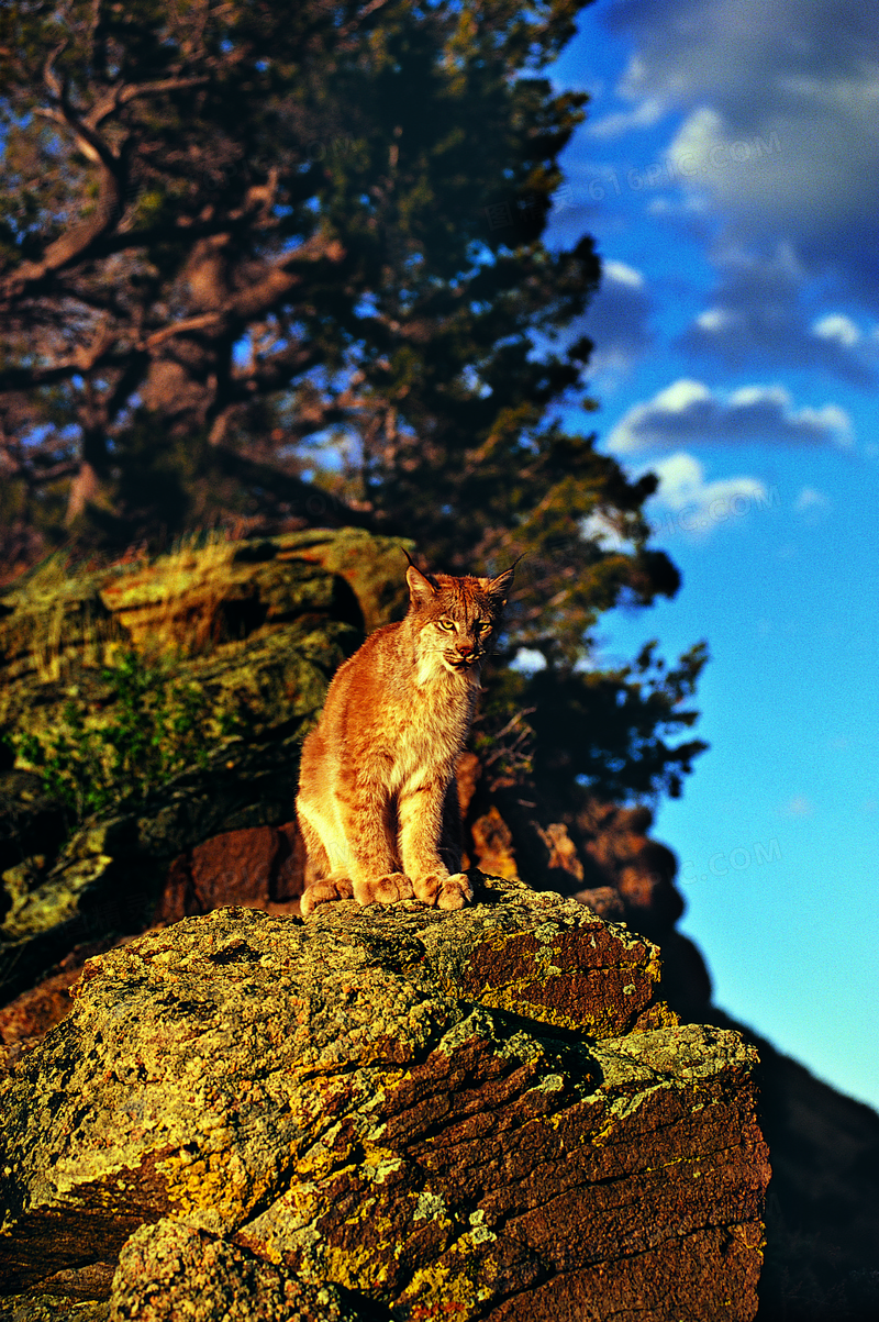 站在石头上的一只野猫摄影高清图片