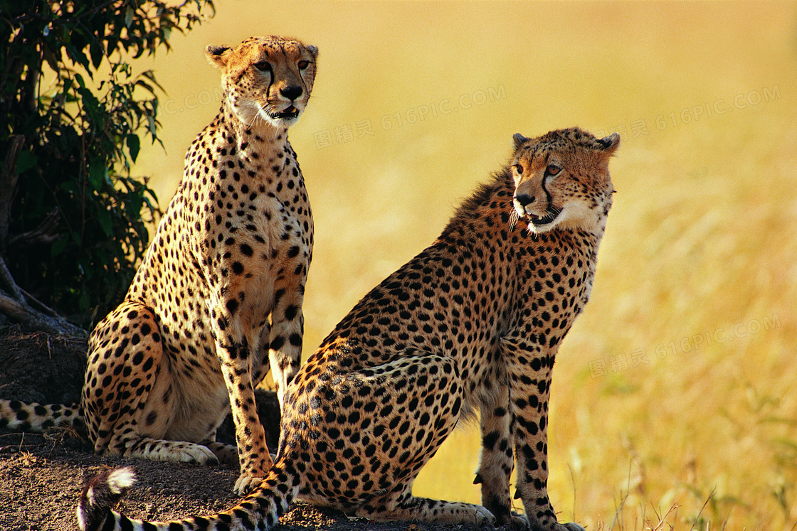 坐着的俩非洲猎豹特写摄影高清图片