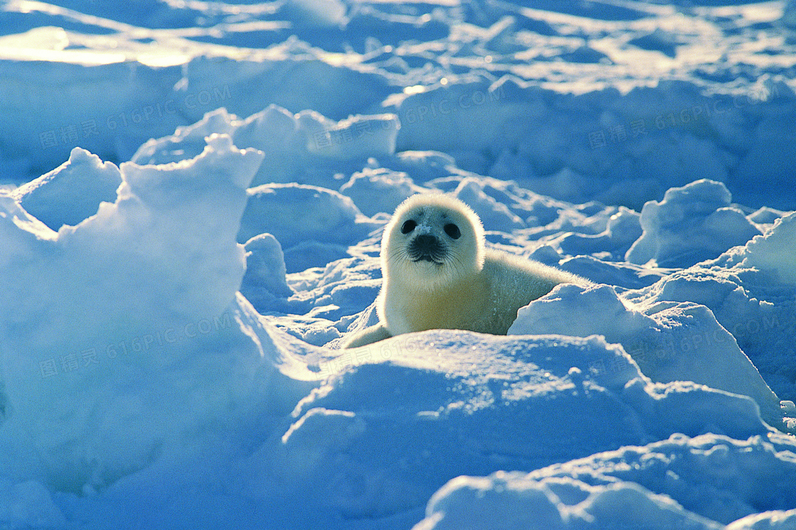冰天雪地里的可爱海豹摄影高清图片