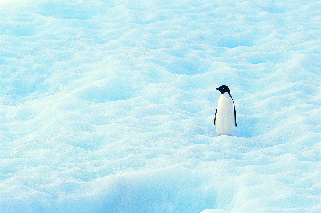 茫茫雪地上的一只企鹅摄影高清图片