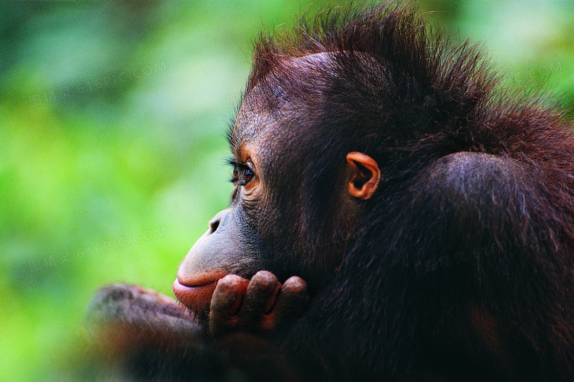 毛茸茸的猩猩侧面特写摄影高清图片