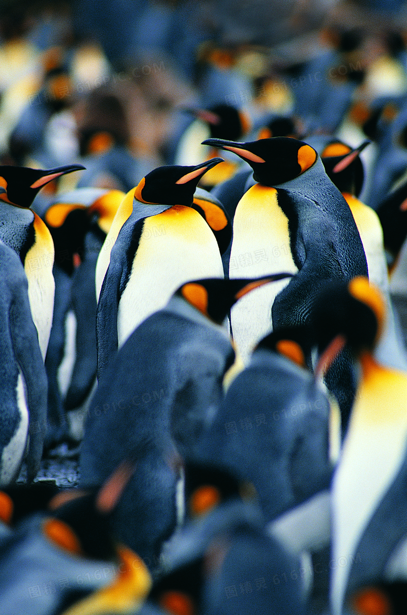 南极的帝企鹅特写景深摄影高清图片