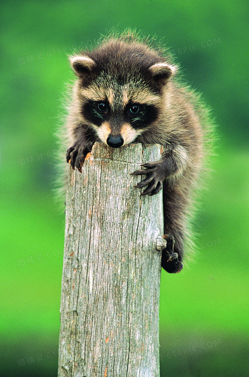 木头上趴着的一只浣熊摄影高清图片
