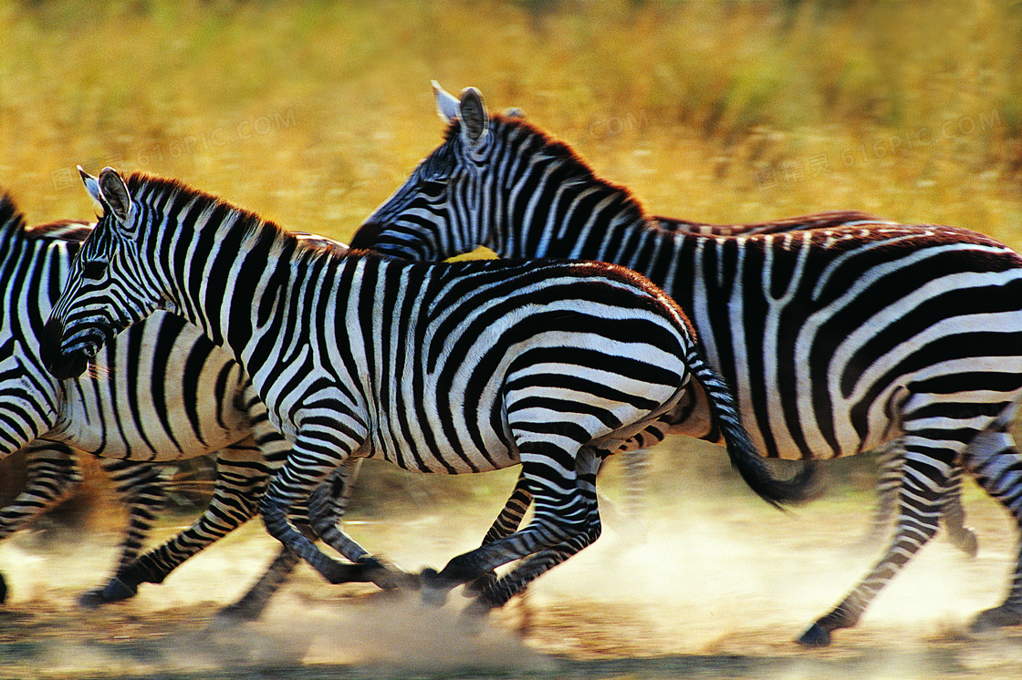 草地上奔跑中的斑马群摄影高清图片